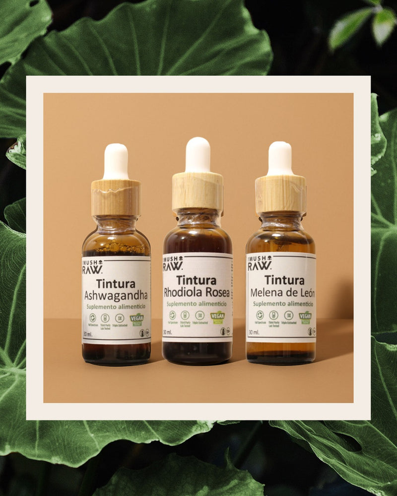 Kit Focus Plus (Melena de León, Rhodiola Rosea y Ashwagandha)
